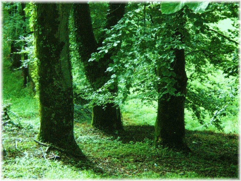 En el bosque