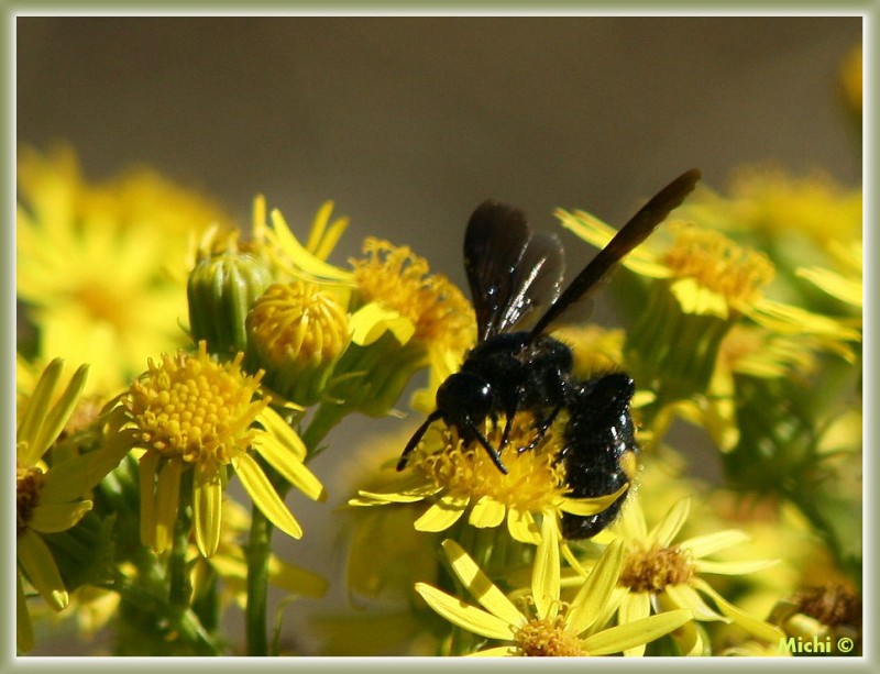 abeja negra