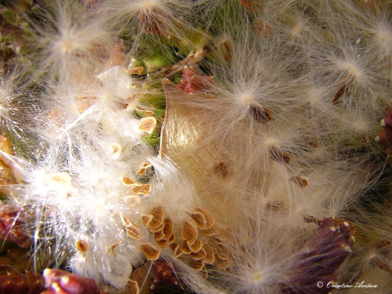 Futuros cactus