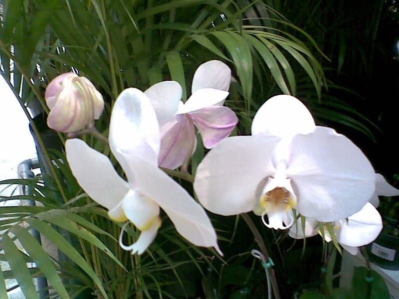 orquideas,...