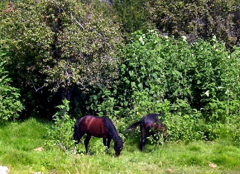 Equinos Podadores