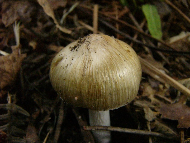Fungus 01