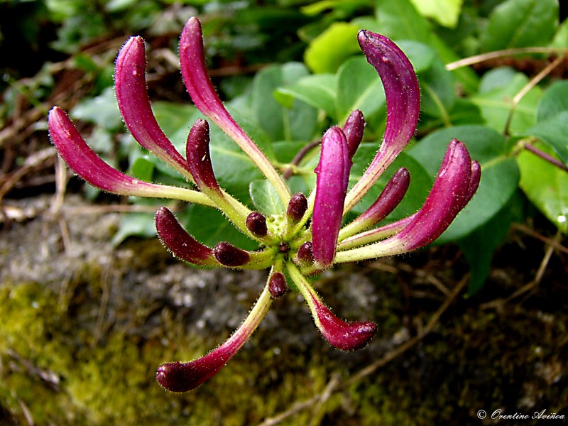 La flor de la hiedra