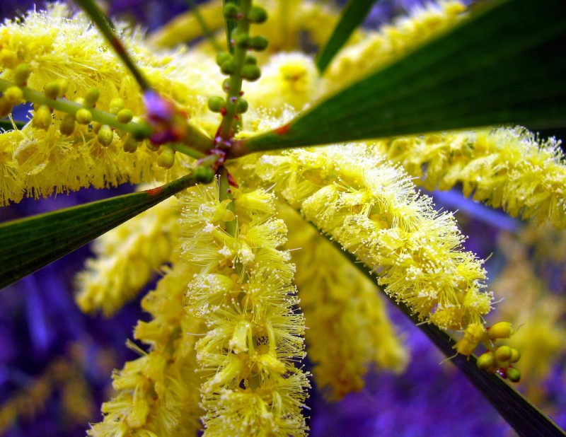 Amarillo, verde, violeta