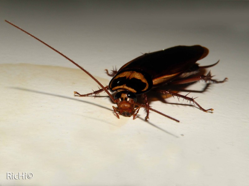 cucaracha 2