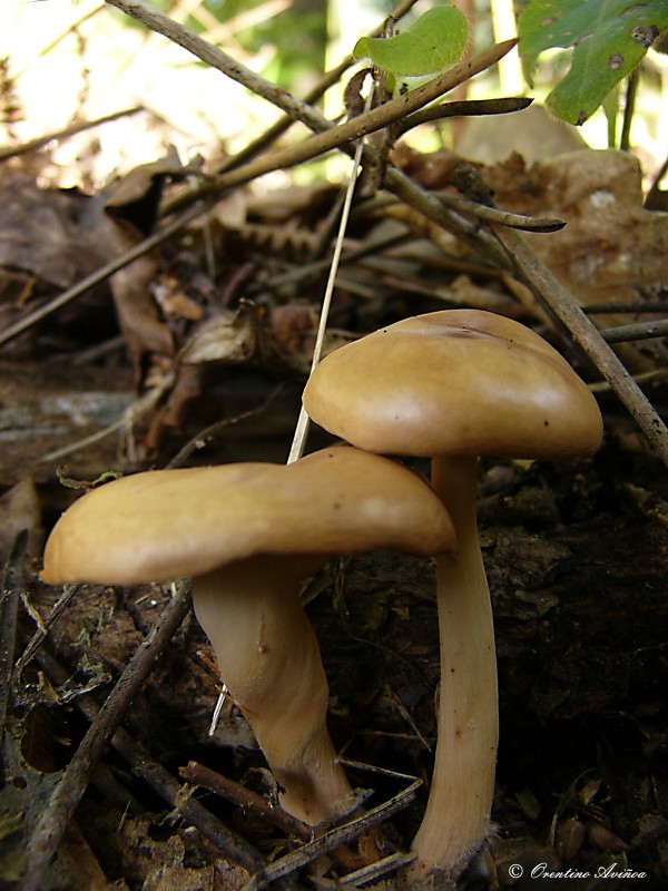 Fungus 02