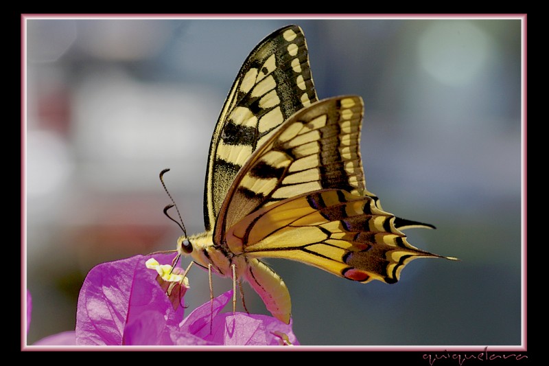 Papilio machaon