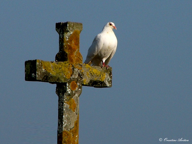 La paloma y la cruz