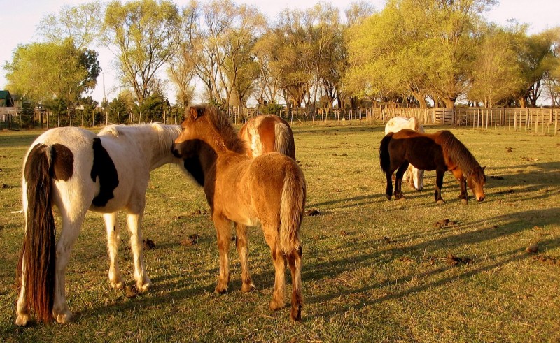 UNOS CABALLOS