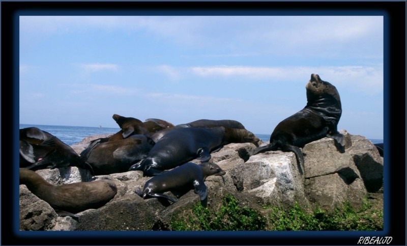 Lobos marinos