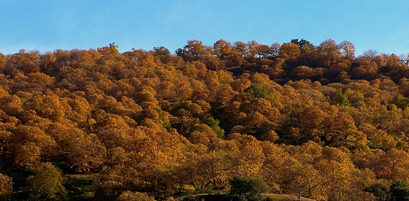 Colores de Otoo