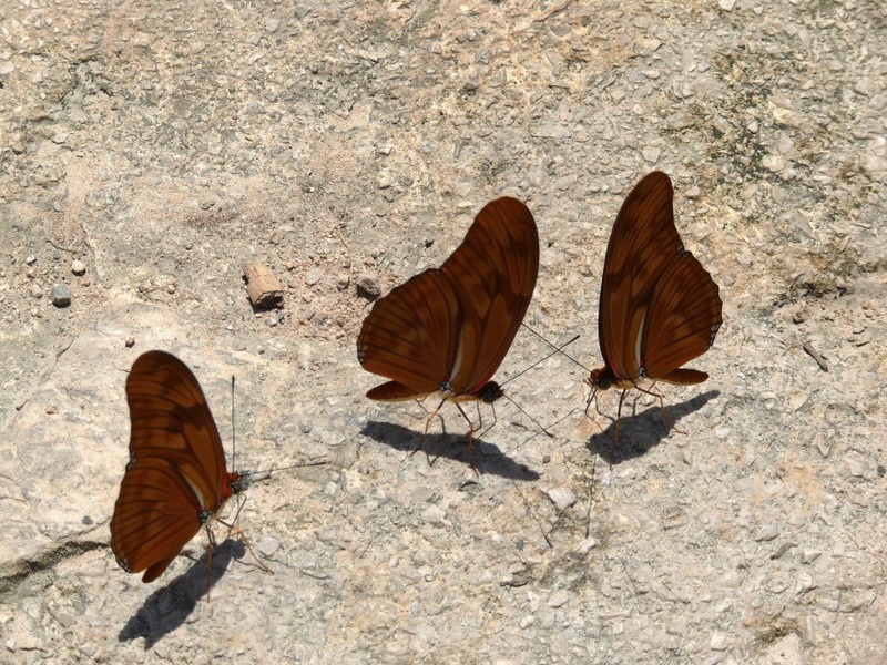 reunin de mariposas