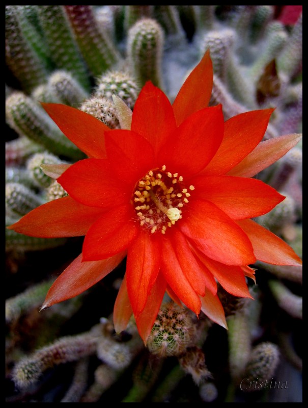 Flor de cactus 3