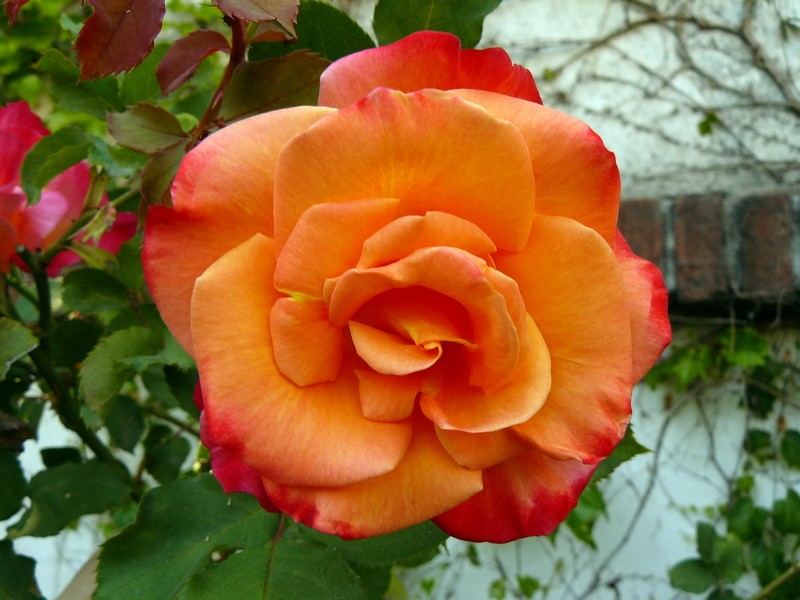 Rosa
