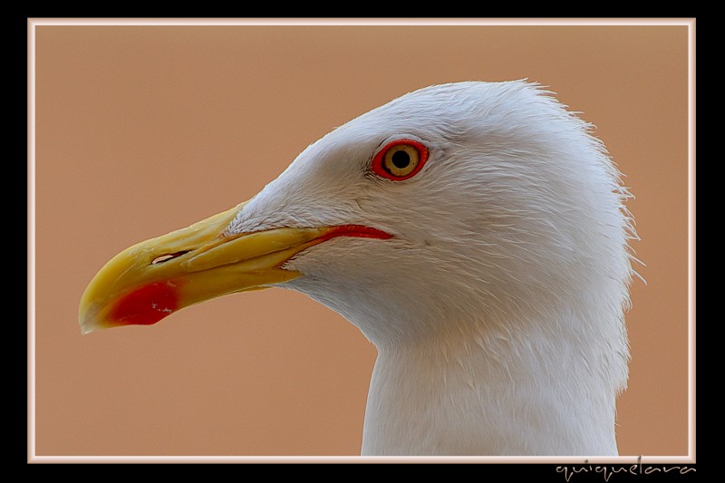 Larus canus