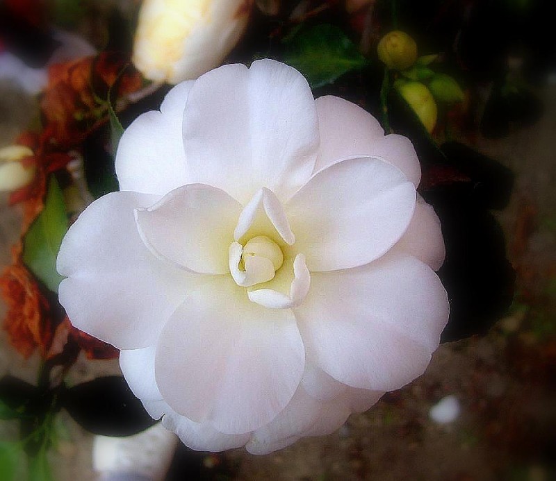 Camelia