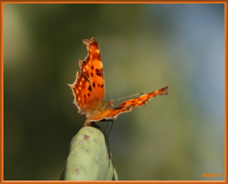 mariposa