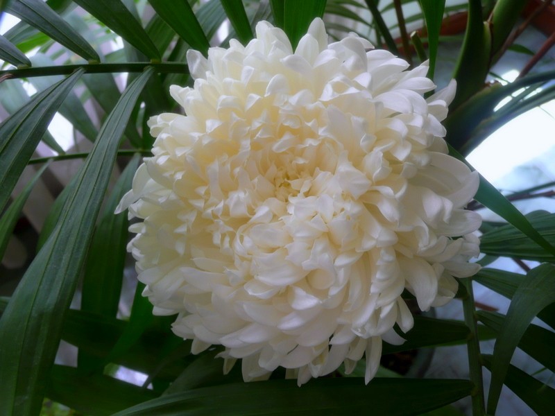 BLANQUITA