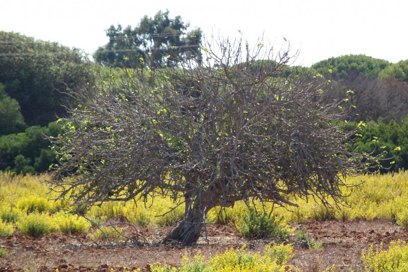 Arbol solitario