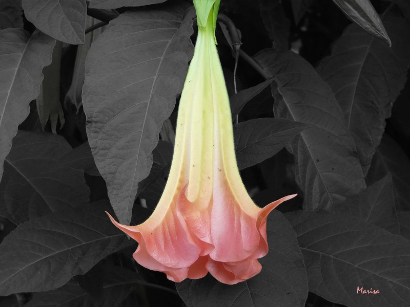 Datura