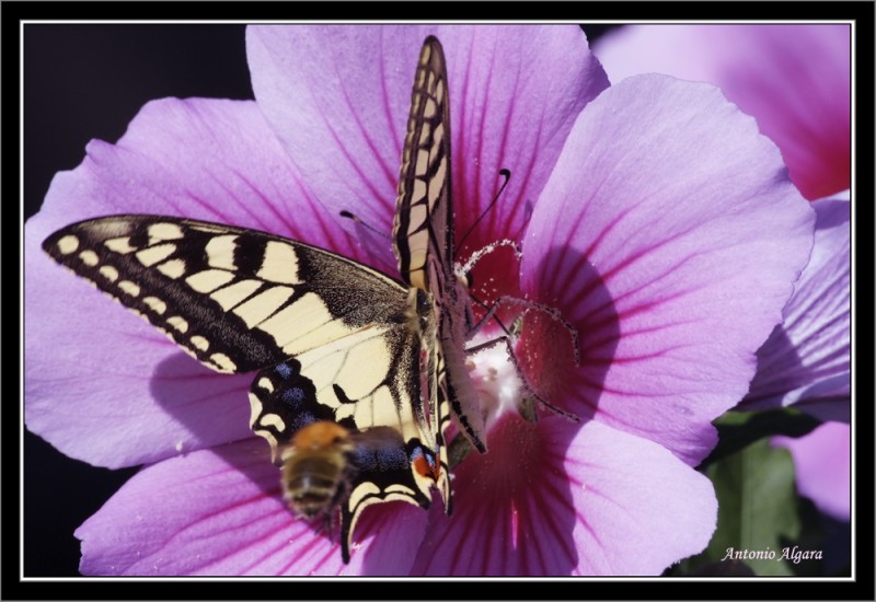 la abeja incordiante