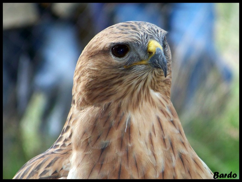 aguila mejicana