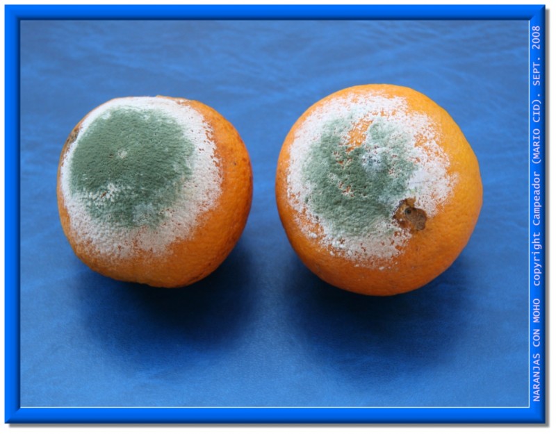 Naranjas con Moho - Moldy oranges.     Imagen propiedad de Campeador (Mario Cid).   Copyright: Campeador (Mario Cid).