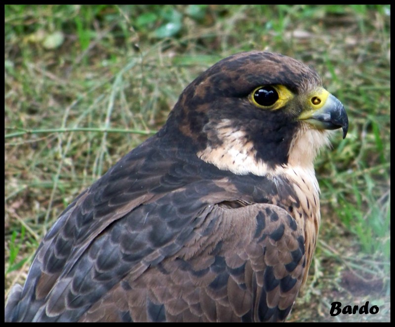 Halcon peregrino