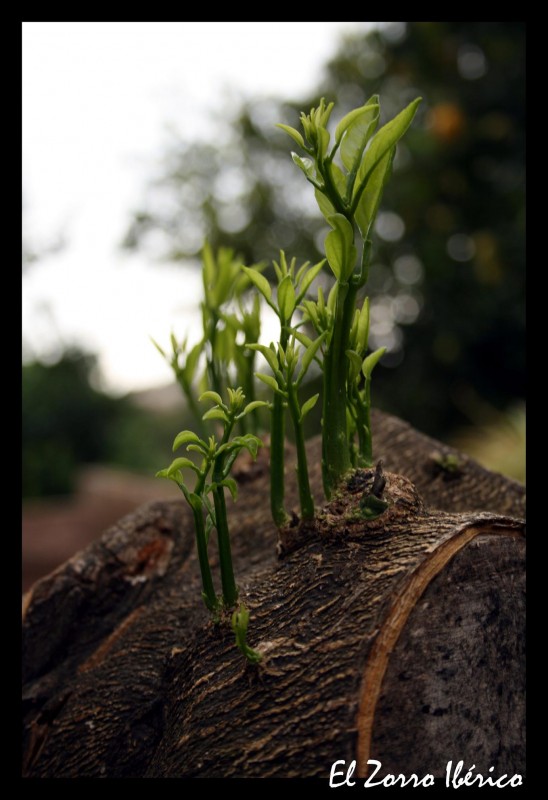 La fueza de la Naturaleza