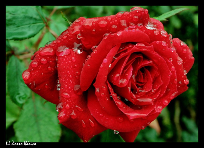 La Rosa de las Gotas