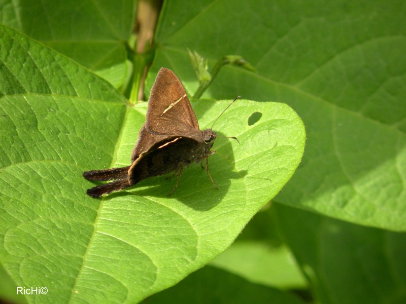 Una SImple Mariposa