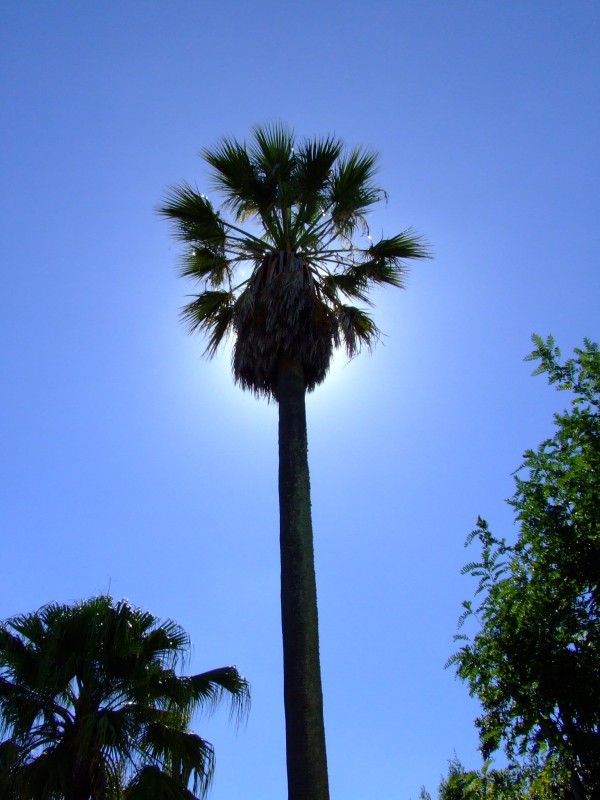 Palmera a contraluz