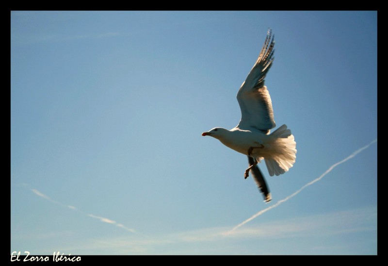 Al vuelo!