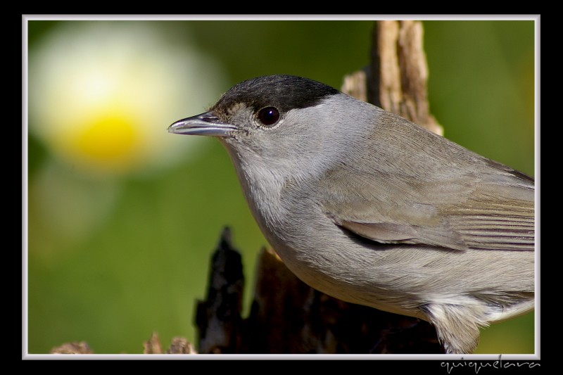 Sylvia Atricapilla