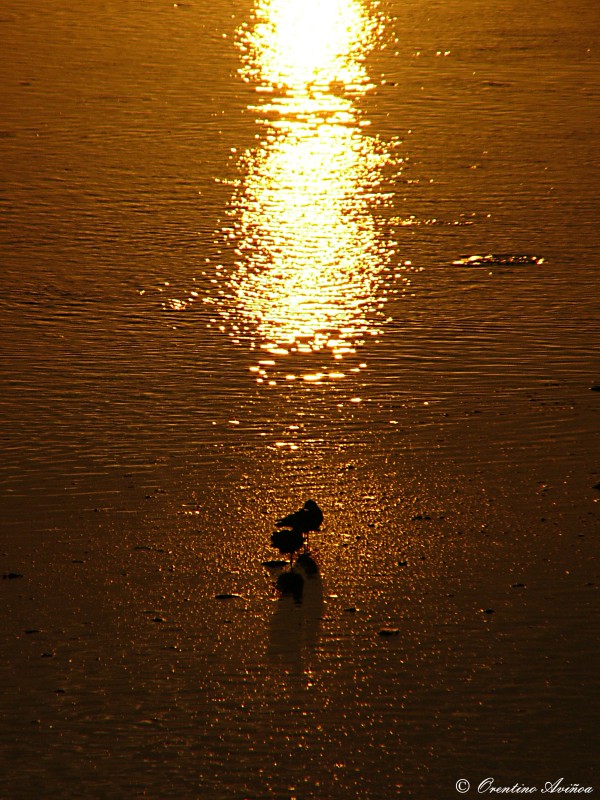 Hora crepuscular