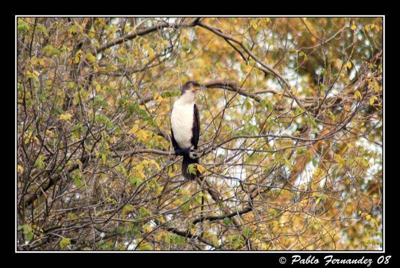 Cormorn grande (Phalacrocorax carbo)