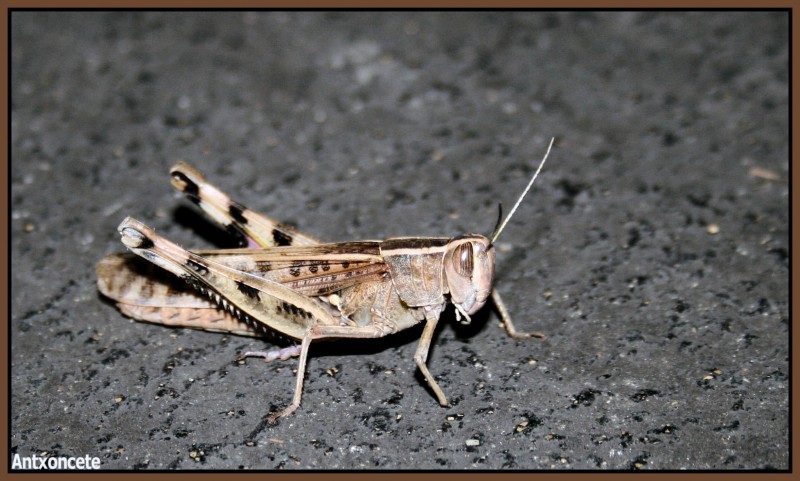 Un saltamontes en la ciudad