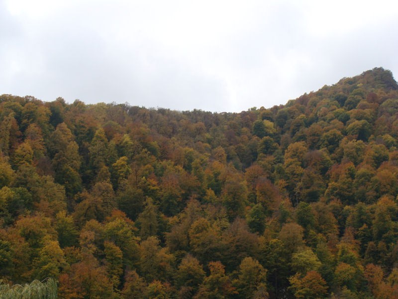 Los colores del otoo en los bosques de Haghartsin