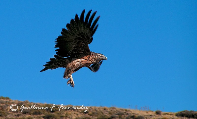 Aguila Mora