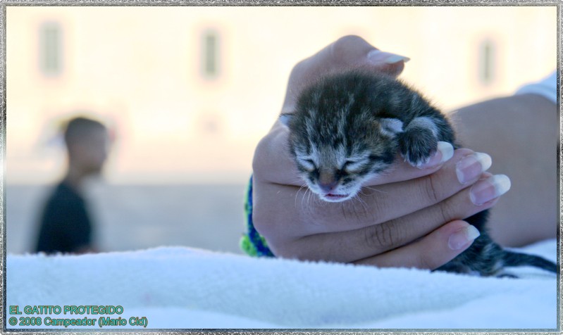 El gatito protegido