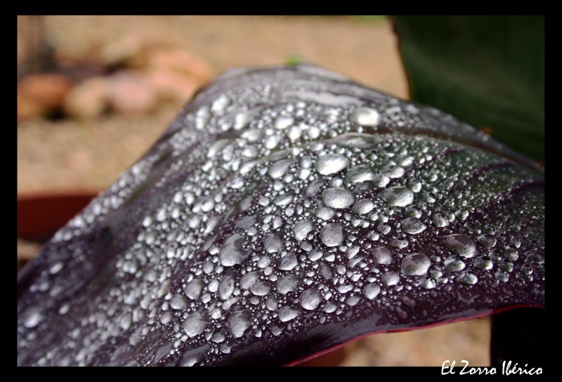 Gotas de Lluvia