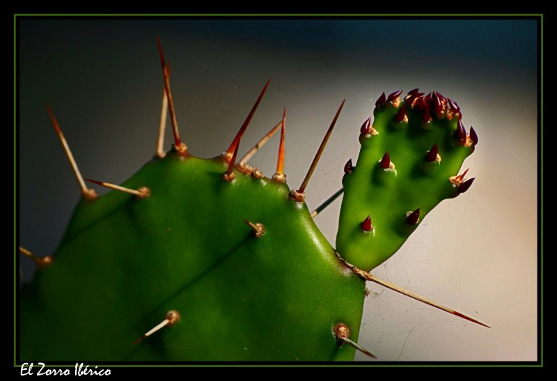 CACTUS