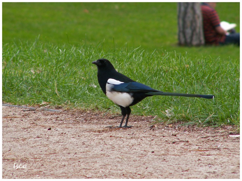 Urraca en El Retiro