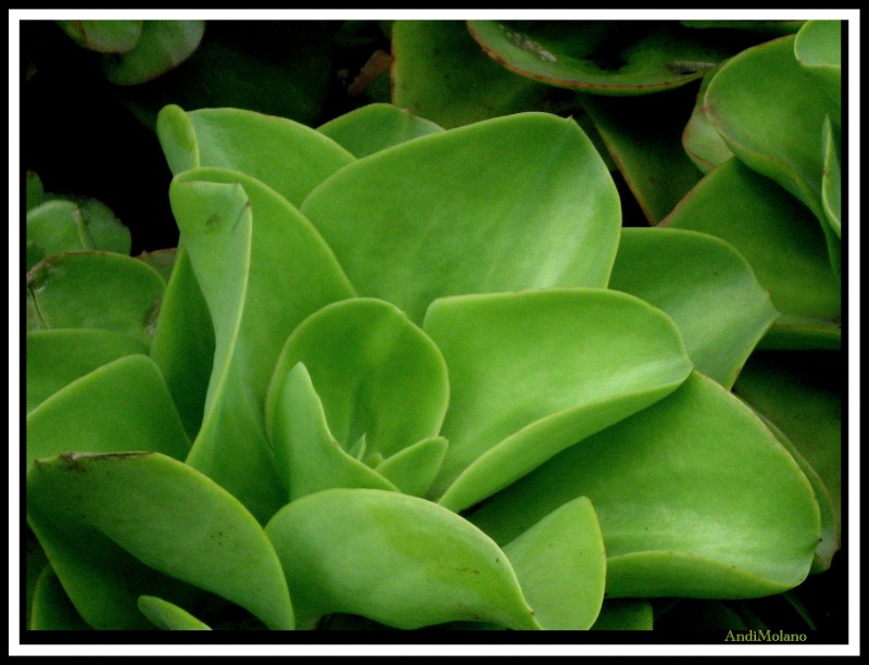 Vestido de Verde...