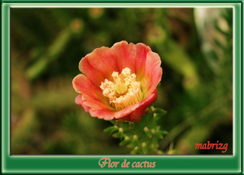 Flor de cactus