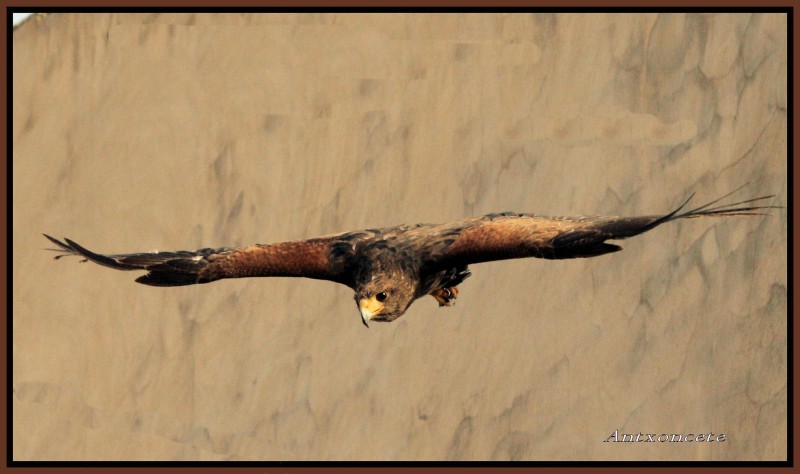 En pleno vuelo