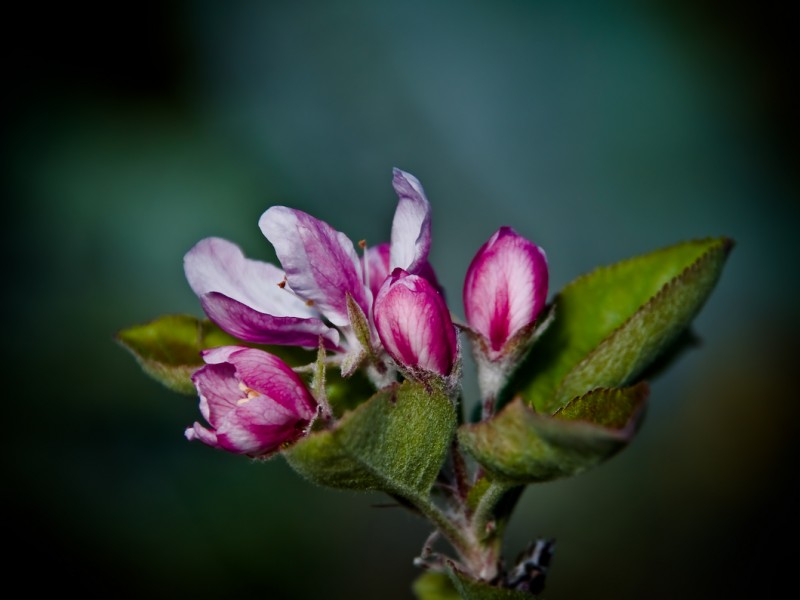 Flores del manzano (Para siempre,amiga Agua)