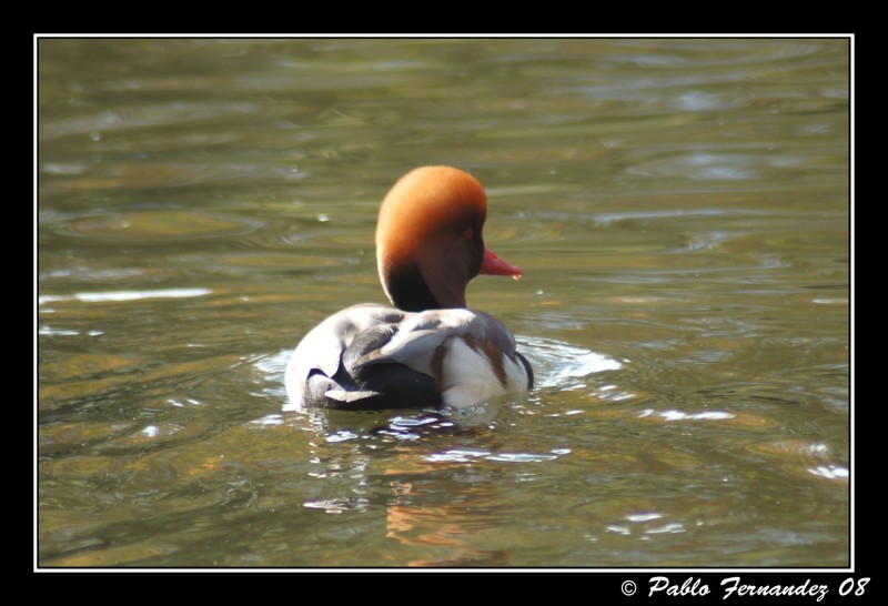 Pato Colorado (Netta rufina)