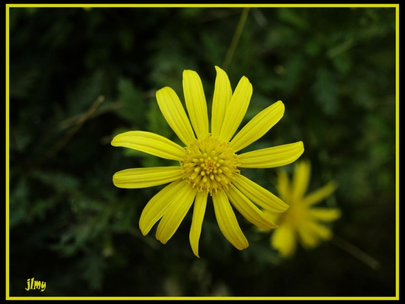 Me quiere,no me quiere....