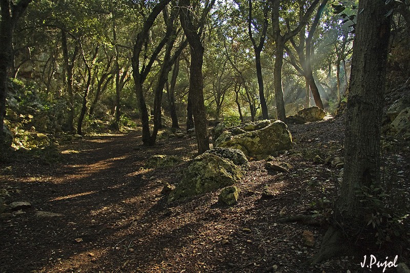 Bosque encantador